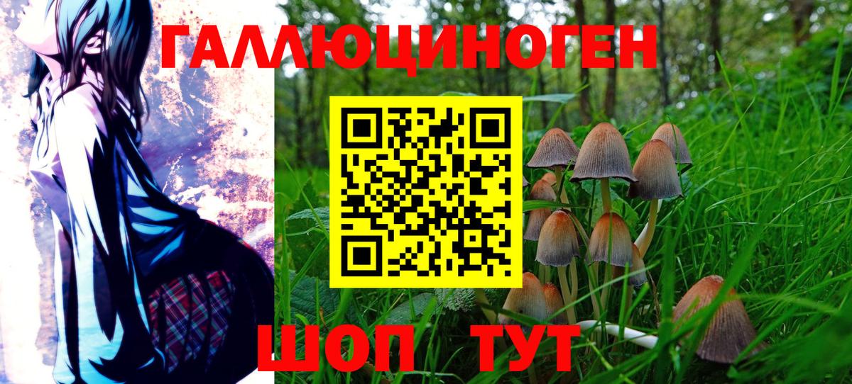 Псилоцибиновые грибы Psilocybe Апатиты